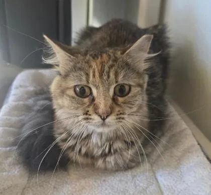 A young medium-sized female Domestic Medium Hair cat named Pretty Pretty for adoption in Clinton, MO