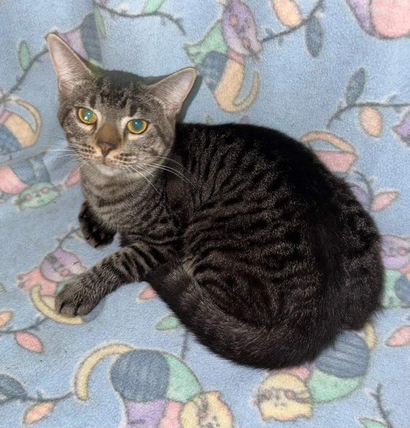 A baby medium-sized male Tabby (Brown / Chocolate) Domestic Short Hair cat named Cabot for adoption in Raleigh, NC