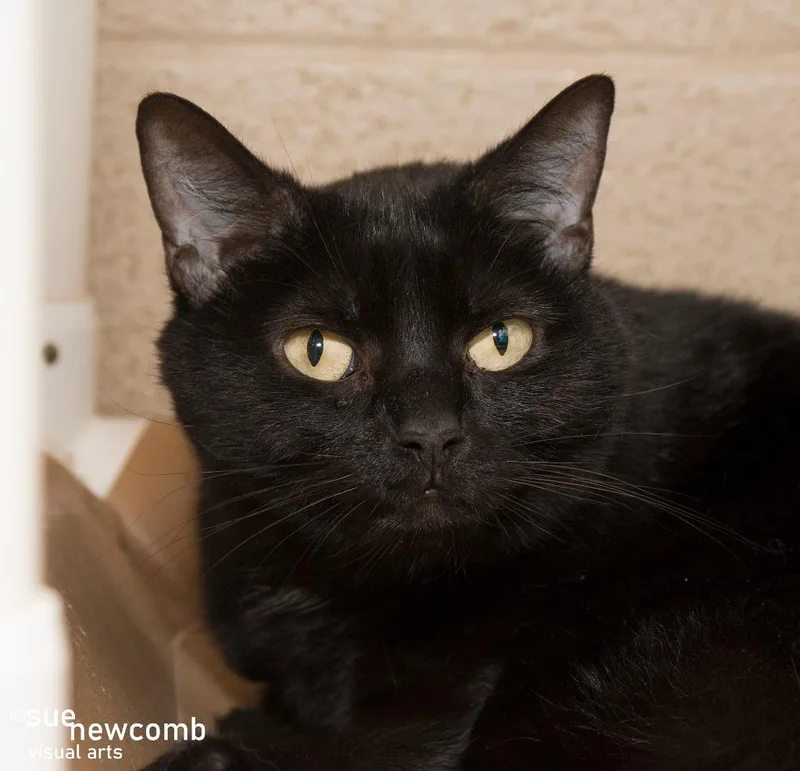 A senior medium-sized female Domestic Short Hair cat named Rey for adoption in Shorewood, IL
