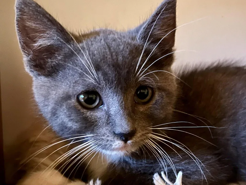 A baby small-sized male Domestic Short Hair cat named Socks for adoption in Walnut Creek, CA