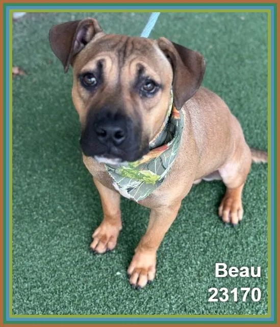 A young medium-sized male Pit Bull Terrier dog named Beau for adoption in Marietta, GA