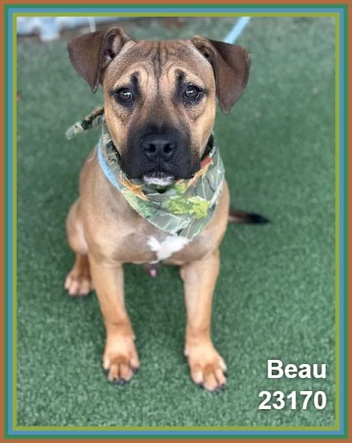 Beau thumbnail 2