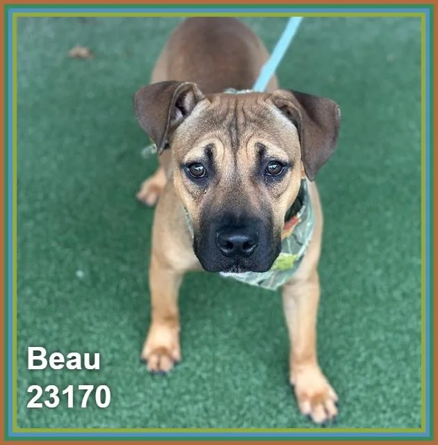 Beau thumbnail 4