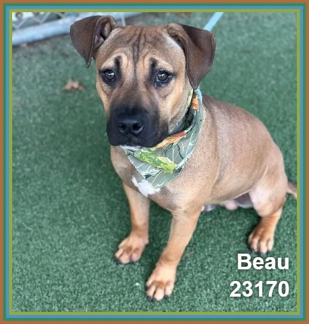 Beau thumbnail 5