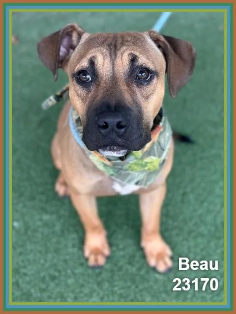Beau thumbnail 6