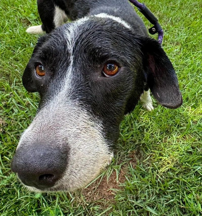 A young medium-sized male Tricolor (Brown, Black, & White) Labrador Retriever dog named Thib for adoption in Syracuse, NY