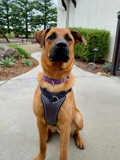 An adult large-sized male German Shepherd Dog dog named Adrian Pimento for adoption in Elk Grove, CA