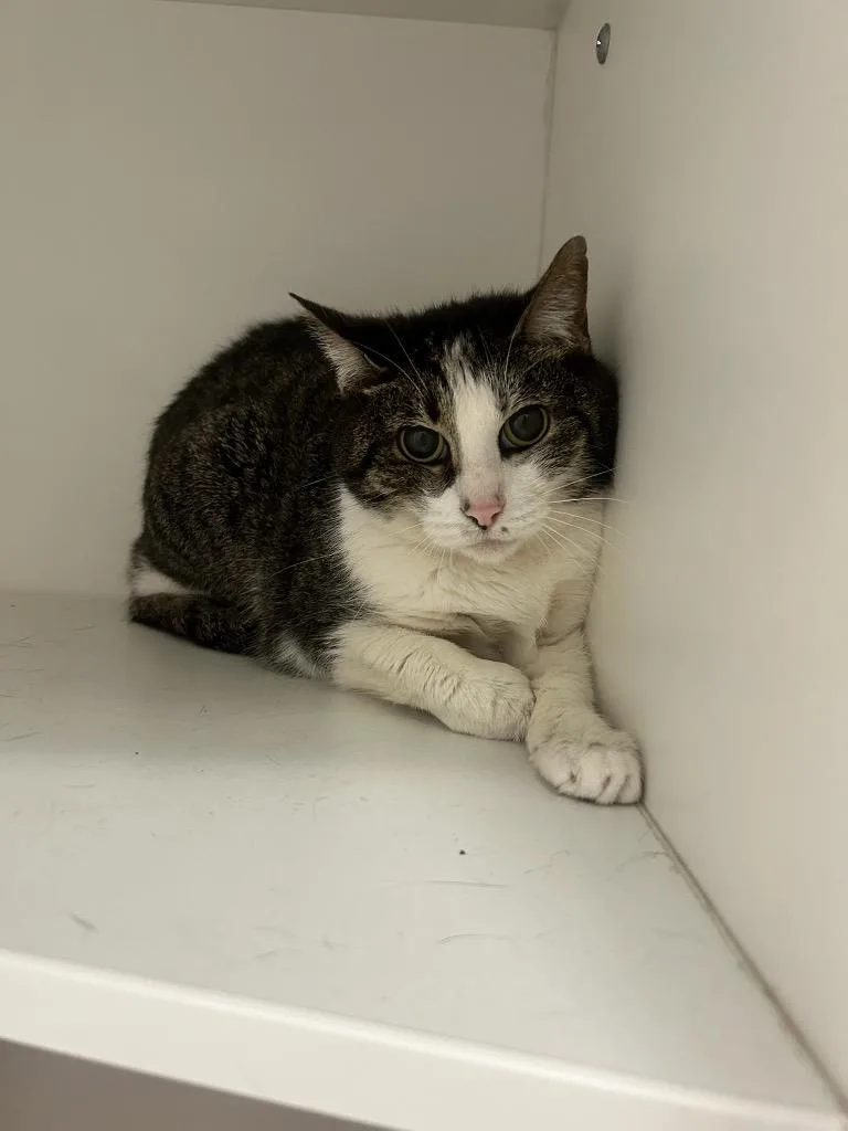 A senior small-sized female Domestic Short Hair cat named Piper for adoption in Frankfort, KY