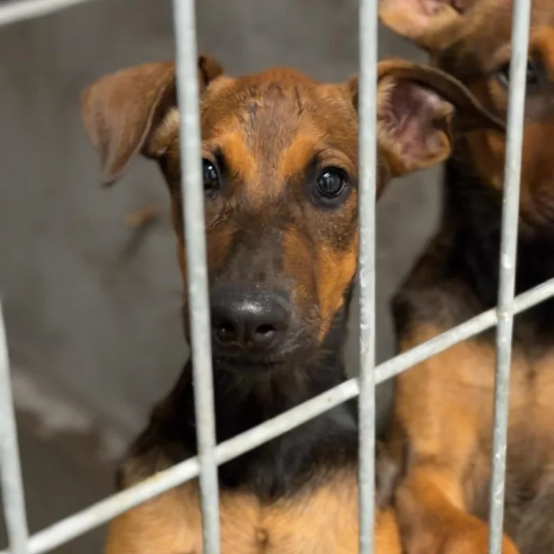 A baby medium-sized female Brown / Chocolate Shepherd dog named Biscuit A for adoption in Mission Hills, CA