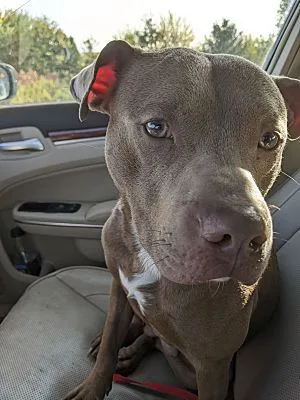 Max  Lowell  thumbnail 3