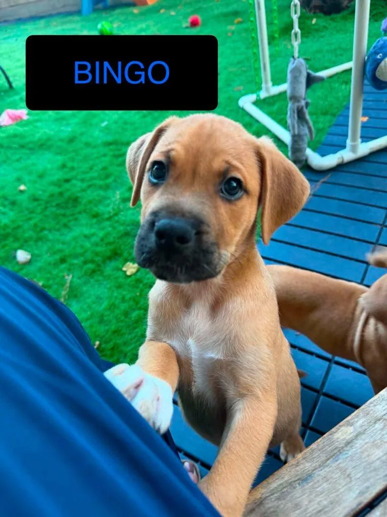 Bingo
