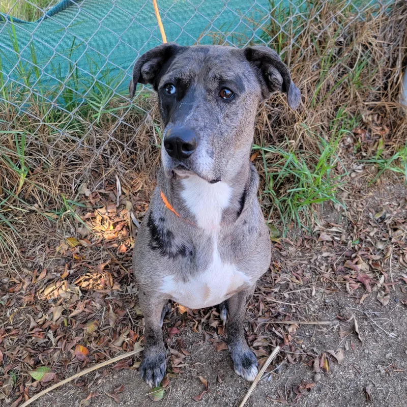 An adult medium-sized male Merle (Blue) Catahoula Leopard Dog named Hades for adoption in Camp Pendleton, CA