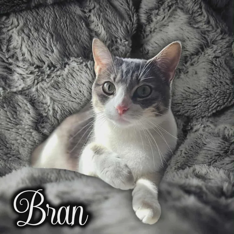 Bran thumbnail 2