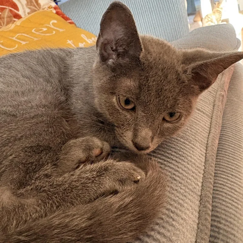 A baby small-sized male Domestic Short Hair cat named Ralph for adoption in Normal, IL