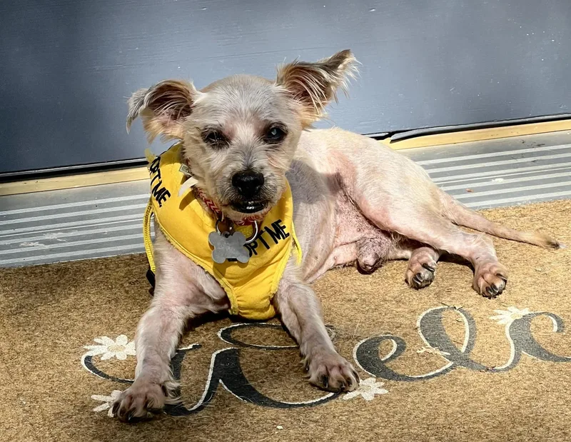 A senior small-sized male Shih Tzu dog named Reese for adoption in Palatine, IL