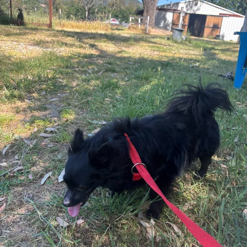 An adult small-sized male Black Chihuahua dog named Phoenix for adoption in Sonoma, CA