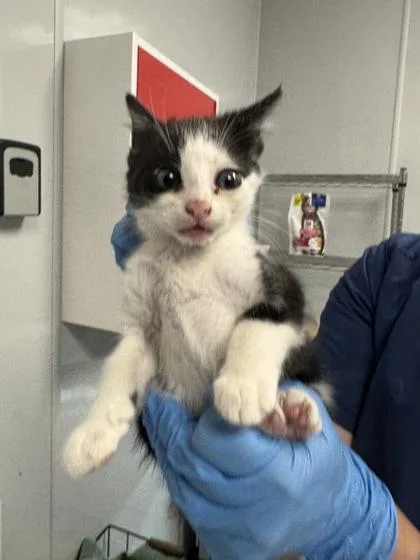 A young small-sized female Domestic Short Hair cat named B Preacher for adoption in North Charleston, SC