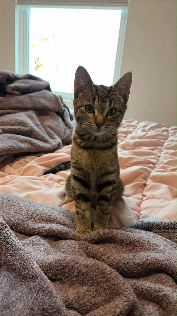 A baby small-sized female Domestic Short Hair cat named Lacey for adoption in Newnan, GA