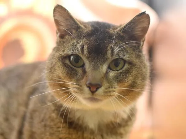 An adult medium-sized male Domestic Short Hair cat named Thistle for adoption in Portland, OR