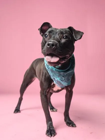An adult medium-sized female American Staffordshire Terrier dog named Tuxie for adoption in Atlanta, GA