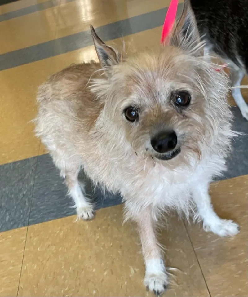 A senior small-sized female Terrier dog named Lil Pip for adoption in Little Elm, TX