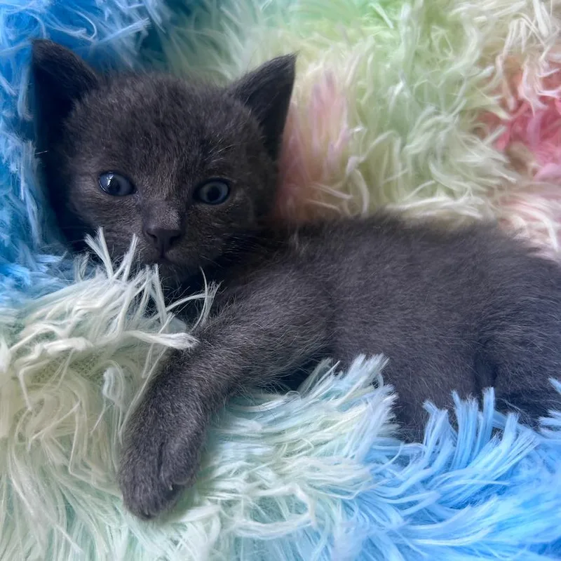 A baby small-sized male Gray / Blue / Silver Domestic Short Hair cat named Elijah for adoption in Oceanside, NY