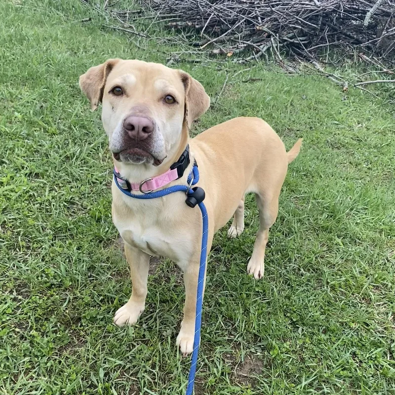 An adult medium-sized female Yellow / Tan / Blond / Fawn Yellow Labrador Retriever dog named Thunder for adoption in Allegan, MI