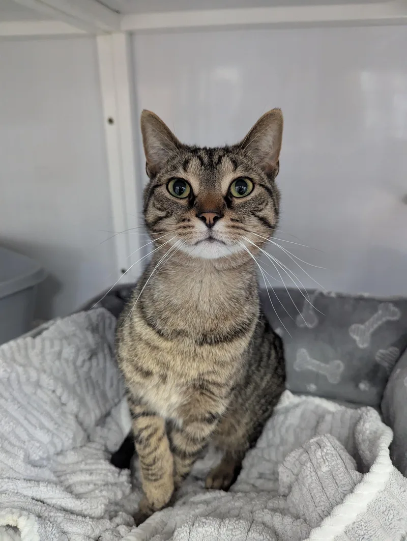 An adult medium-sized male Domestic Short Hair cat named Harry for adoption in Oconto, WI