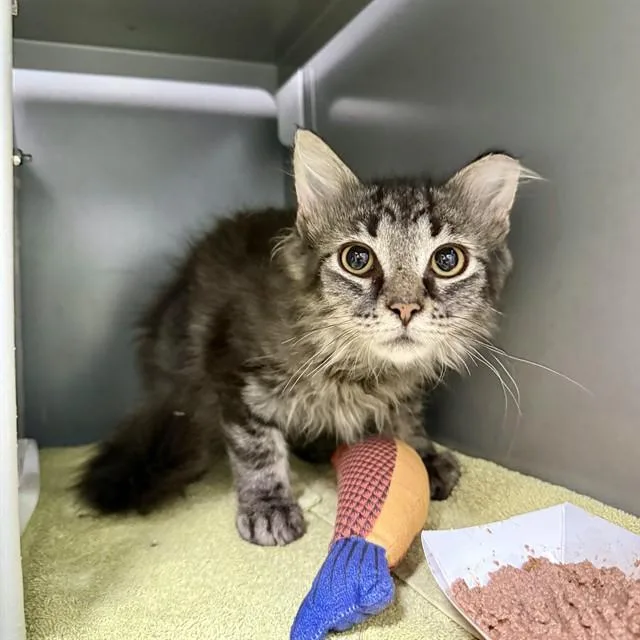 A baby medium-sized male Domestic Short Hair cat named Multiplication for adoption in Leesburg, VA