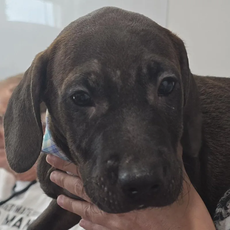 A baby medium-sized male Hound dog named Prince for adoption in Lenoir, NC