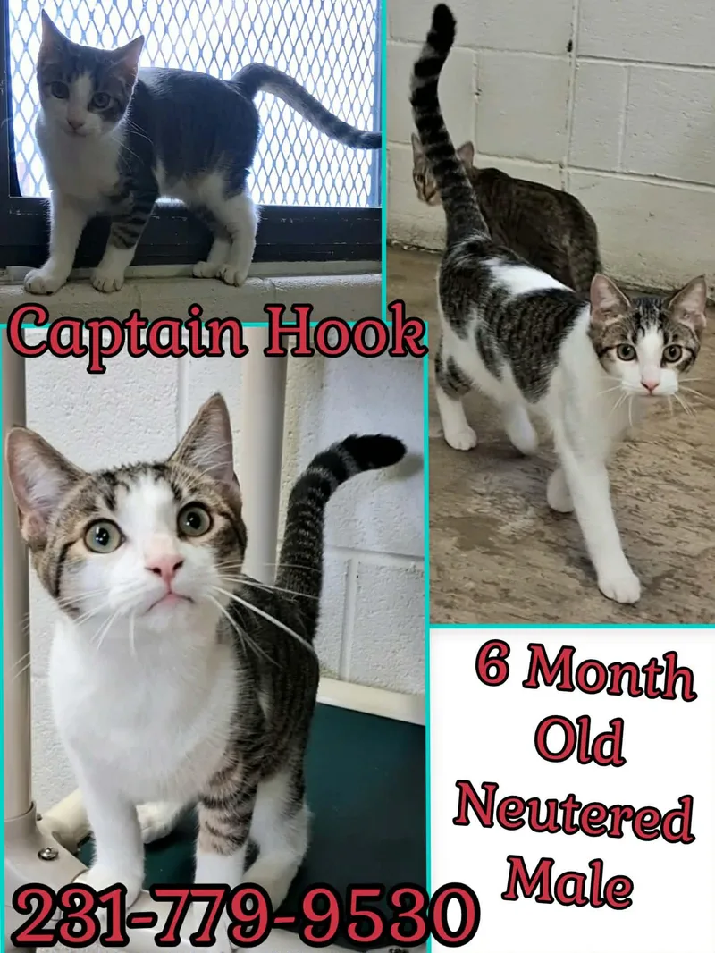 A baby medium-sized male Domestic Short Hair cat named Captain Hook for adoption in Cadillac, MI