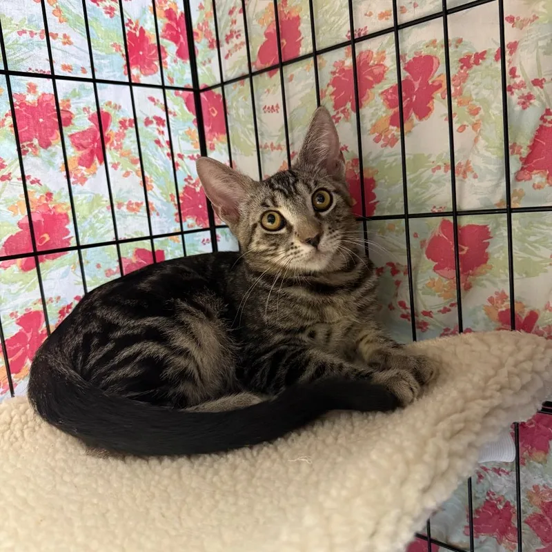 A young small-sized male Gray / Blue / Silver Domestic Short Hair cat named Louie for adoption in Casa Grande, AZ