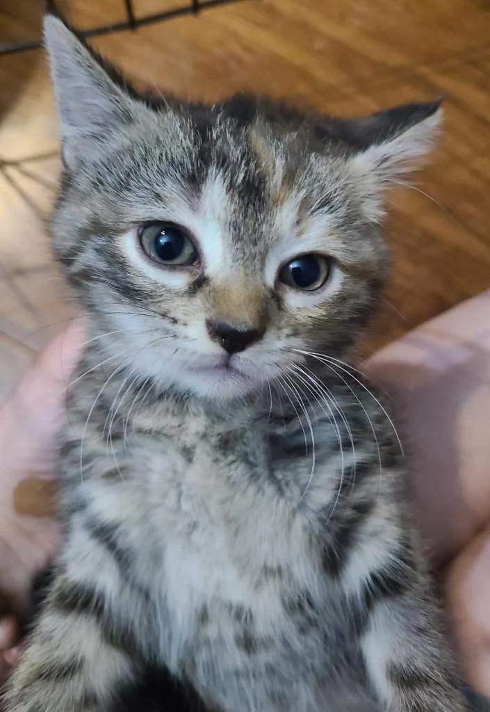 A baby medium-sized female Domestic Short Hair cat named Blackbird for adoption in Portland, IN