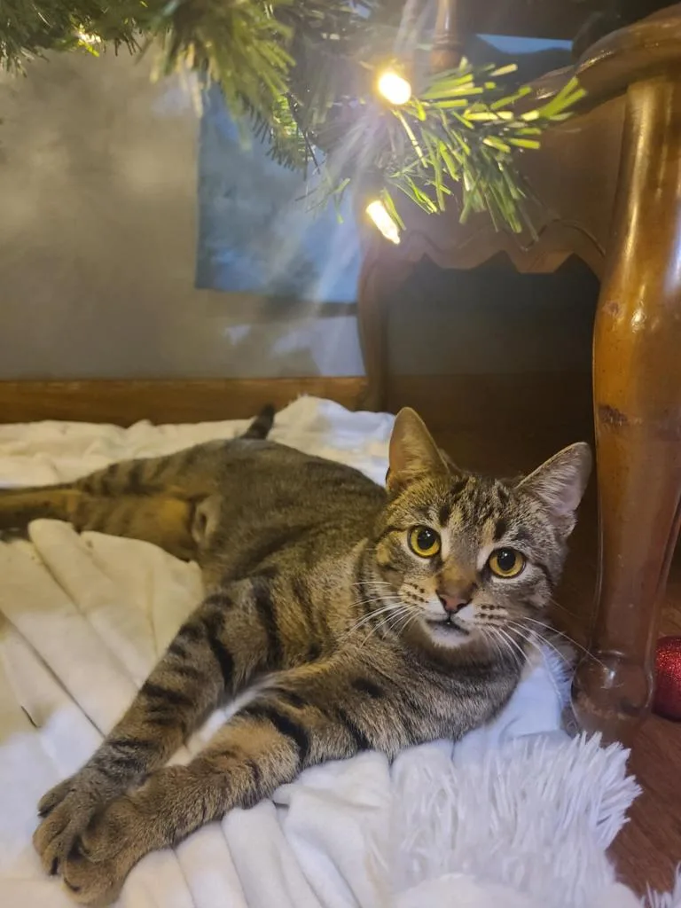 A young medium-sized female Domestic Short Hair cat named Alley for adoption in Portland, IN