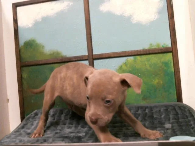 A baby small-sized female Staffordshire Bull Terrier dog named Simea for adoption in Houston, TX