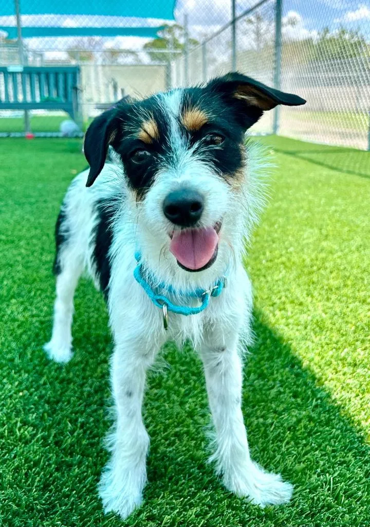 A baby small-sized female Terrier dog named Pollara for adoption in Cape Coral, FL