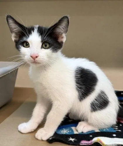 A baby small-sized male Domestic Short Hair cat named Moo for adoption in Bellevue, WA