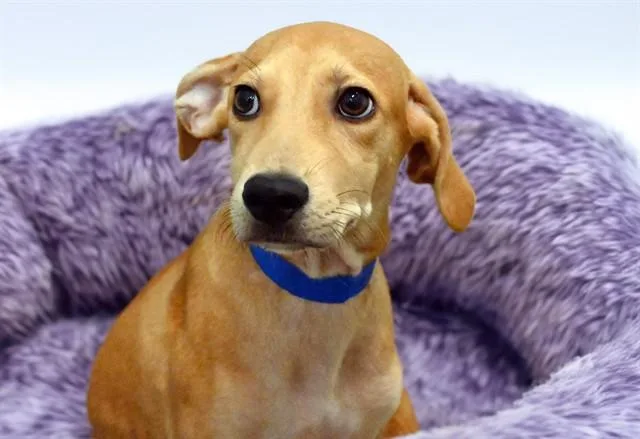 A baby medium-sized male Canaan Dog dog named Chino for adoption in Fort Lauderdale, FL