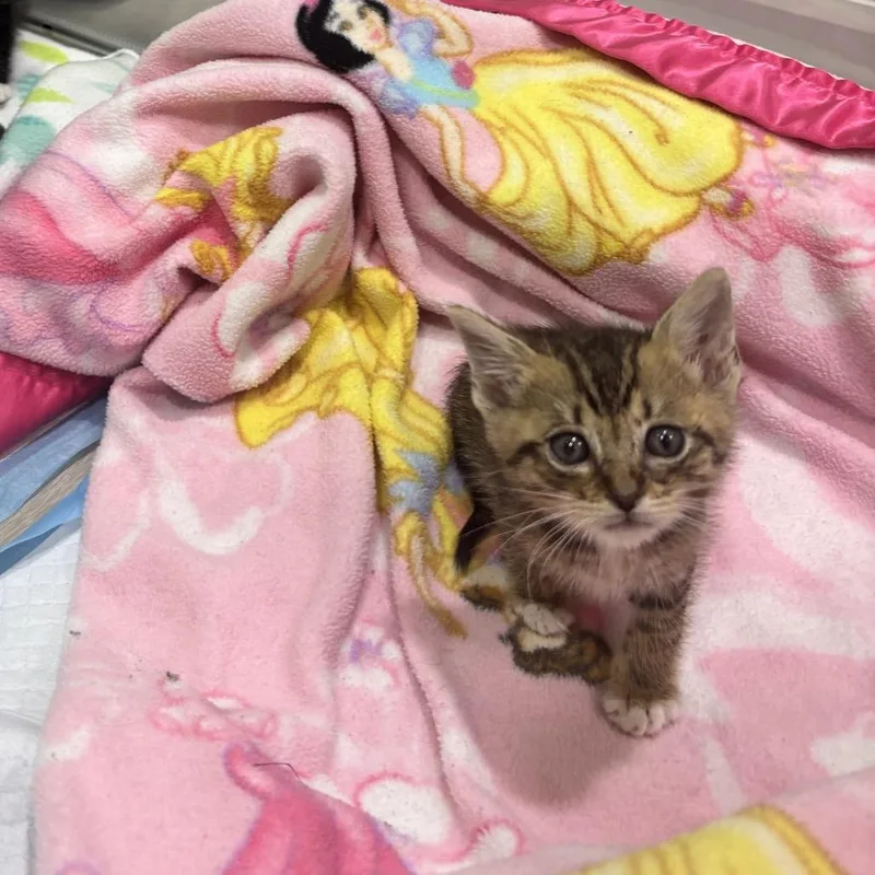 A baby small-sized male Brown / Chocolate Domestic Short Hair cat named Wild Poison Berry for adoption in Westminster, CA