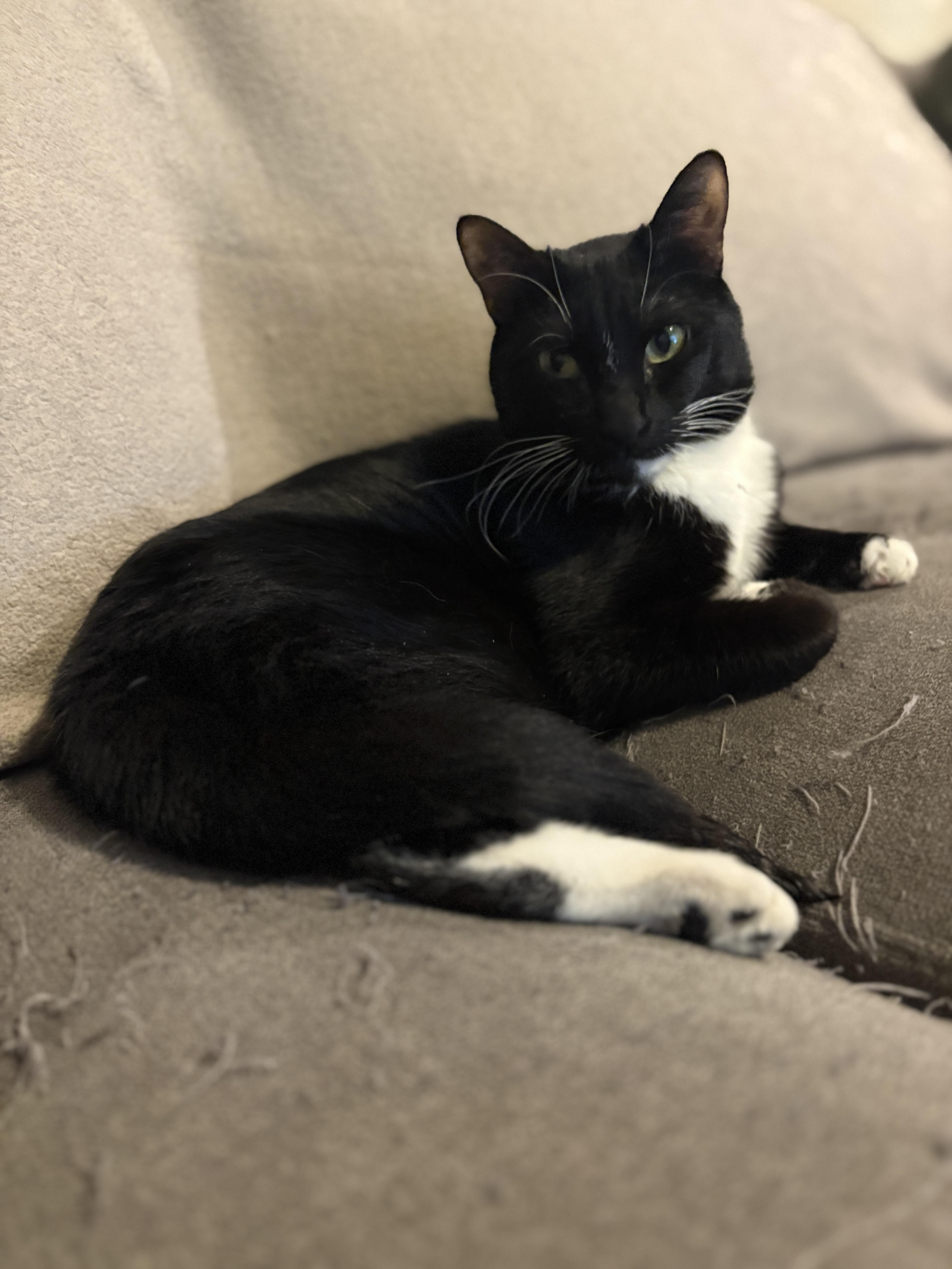 An adult medium-sized female Black & White / Tuxedo Domestic Short Hair cat named Bobbie for adoption in Youngtown, AZ