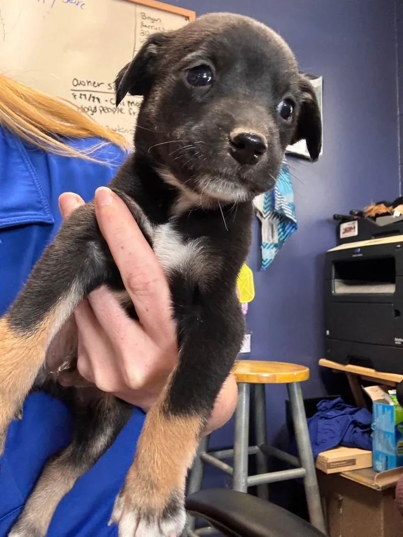 A baby small-sized male Tricolor (Brown, Black, & White) Chihuahua dog named Acorn for adoption in Browns Mills, NJ