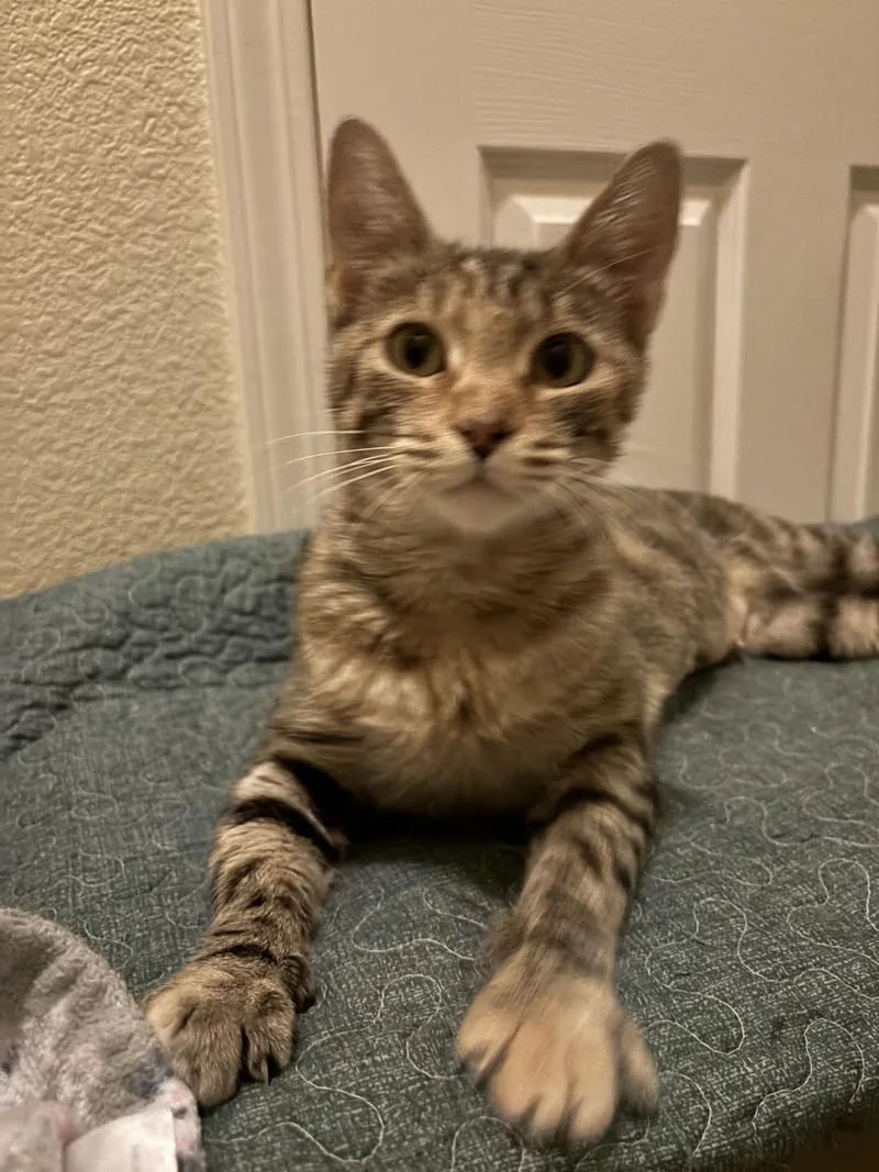 A young medium-sized female Domestic Short Hair cat named Broomstick for adoption in Lincoln, CA