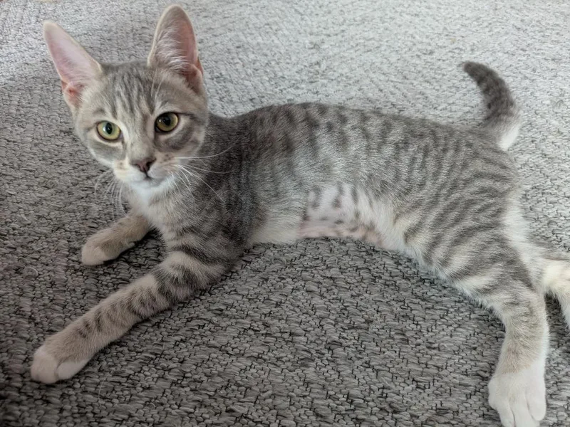 A baby medium-sized female Domestic Short Hair cat named Zebra Cake for adoption in Youngsville, NC