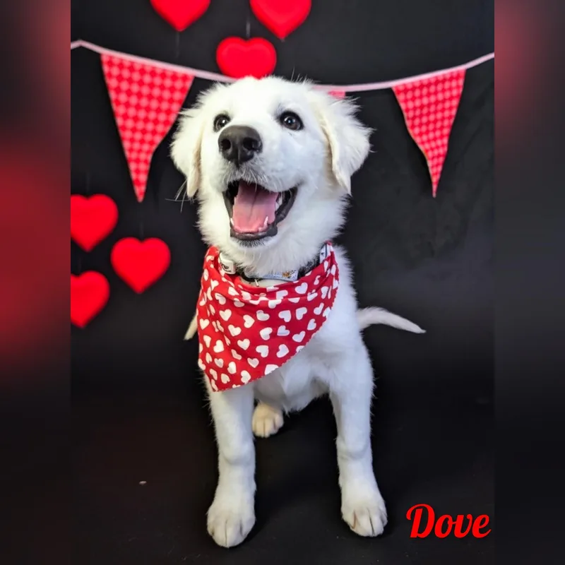 A baby large-sized female Great Pyrenees dog named Dove for adoption in Fredericksburg, VA