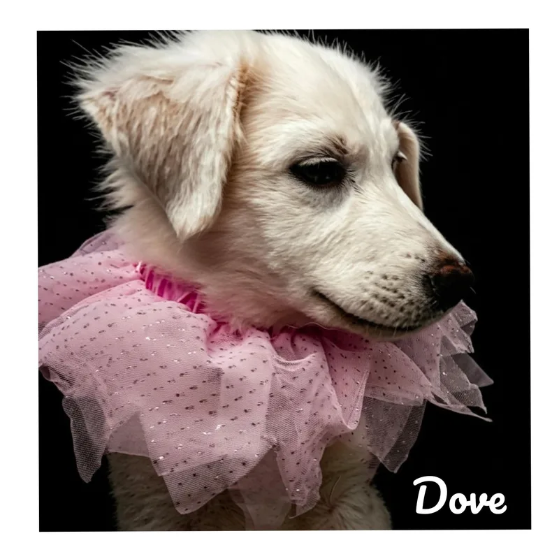 Dove thumbnail 2