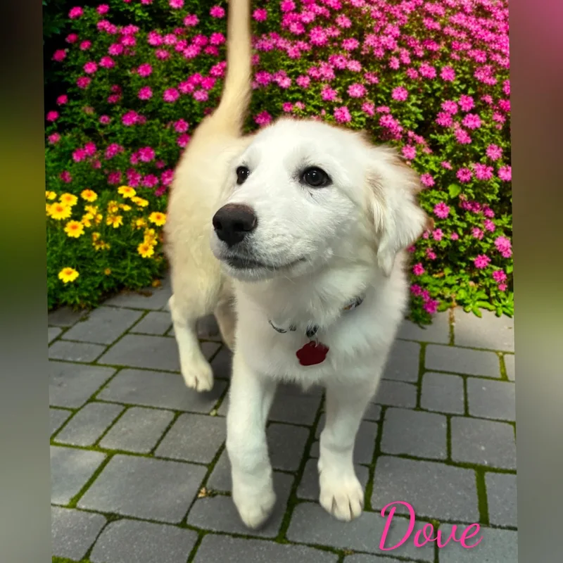 Dove thumbnail 3