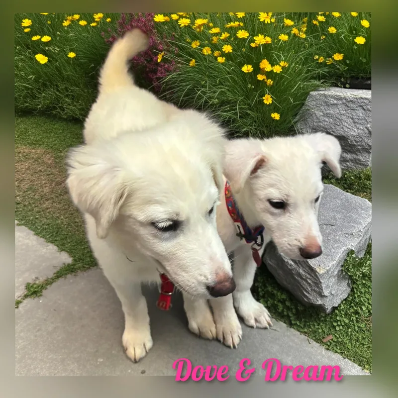 Dove thumbnail 4