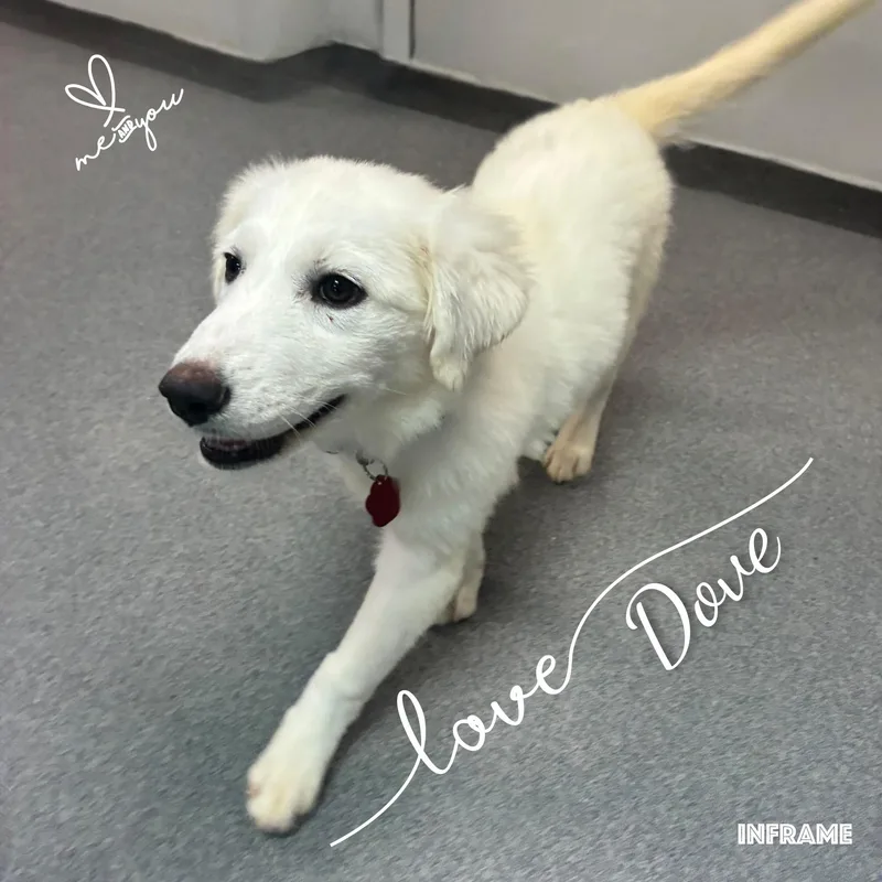 Dove thumbnail 5