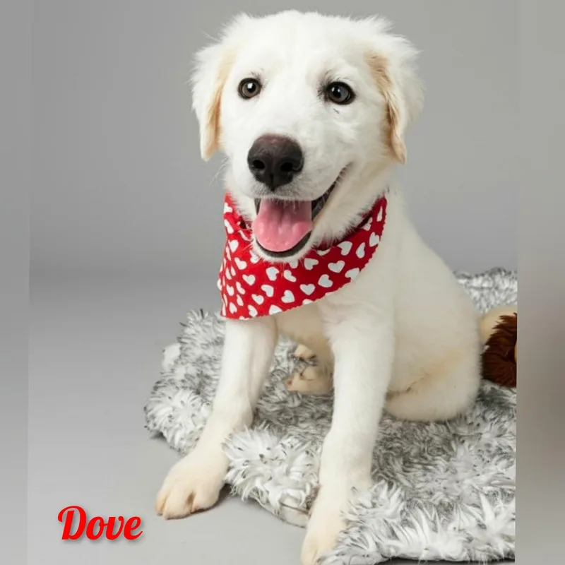 Dove thumbnail 6