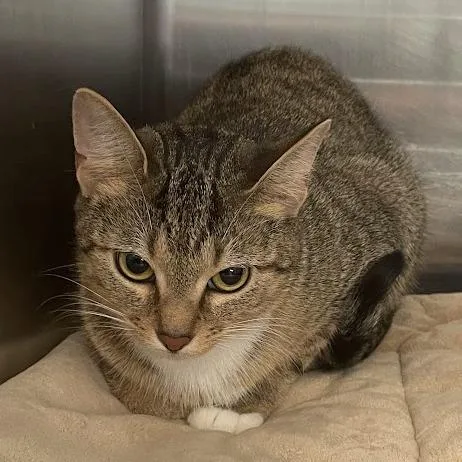 An adult medium-sized female Brown / Chocolate Domestic Short Hair cat named Bo for adoption in Port Charlotte, FL